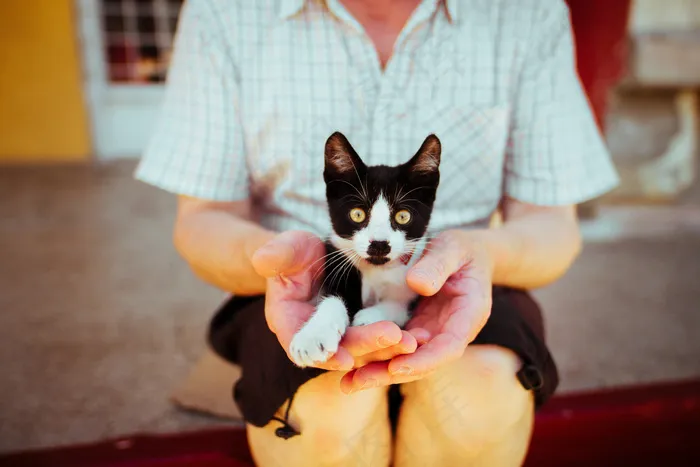猫，猫，宠物，宠物