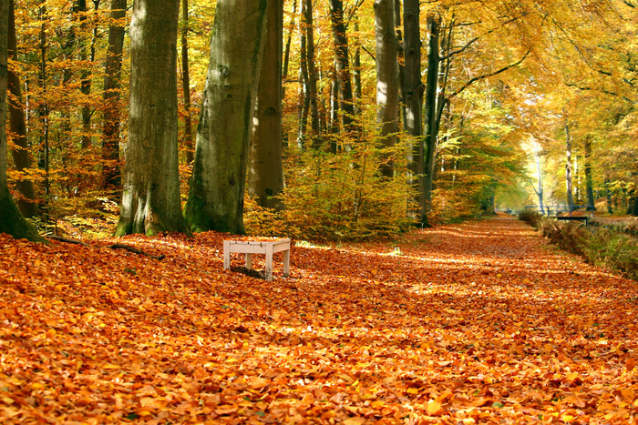 秋季，树皮，长凳，桥，秋天，徒步旅行，叶子，橙色，河，树，步行