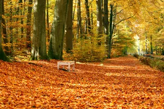 秋季，树皮，长凳，桥，秋天，徒步旅行，叶子，橙色，河，树，步行