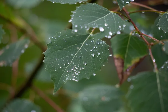 气候，小滴，绿色，高清壁纸，叶子，户外，植物，雨，植被，天气，湿