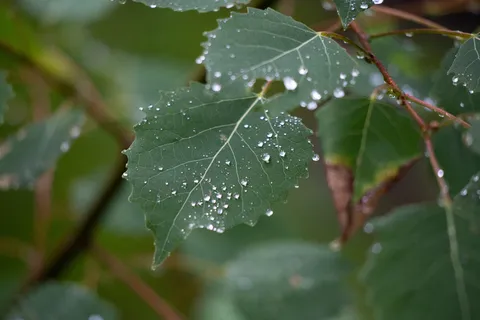 气候,小滴,绿色,高清壁纸,叶子,户外,植物,雨,植被,天气,湿 气候,小滴,绿色,高清壁纸,叶子,户外,植物,雨,植被,天气,湿