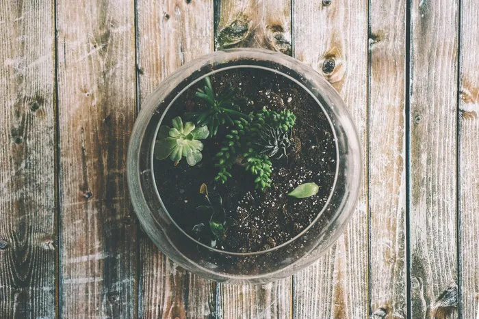 植物，木材