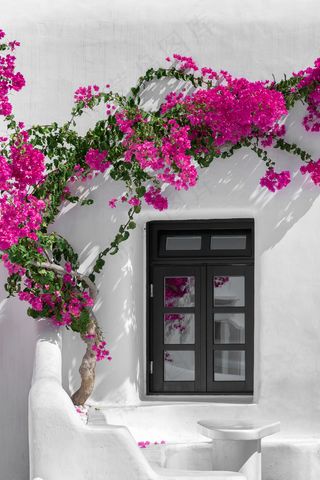 美丽，女性，鲜花，简约，简单，粉刷，白色，窗口