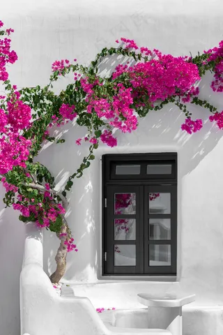 美丽，女性，鲜花，简约，简单，粉刷，白色，窗口