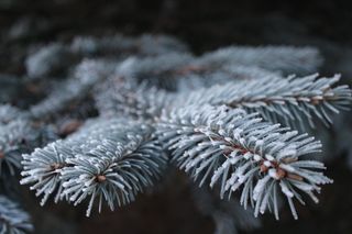 圣诞节，冬天，圣诞节