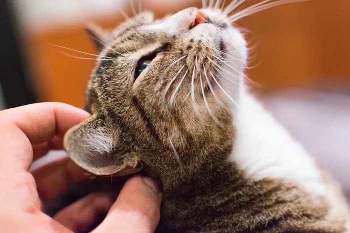 猫，猫，宠物，宠物