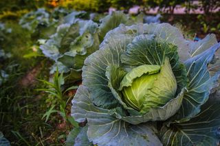 白菜，白菜，饮食，绿色，绿色，健康，有机，蔬菜，蔬菜