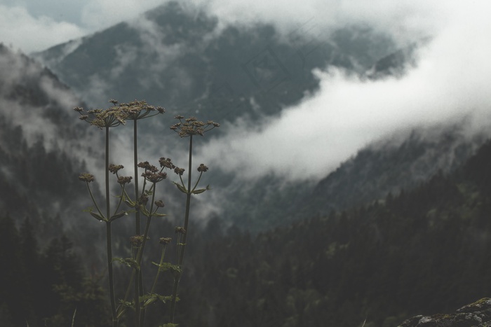 开花，气候，云，多云，环境，植物区系，花卉，森林，山，植物，风景，树木，天气
