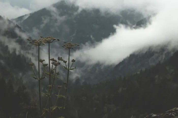 开花，气候，云，多云，环境，植物区系，花卉，森林，山，植物，风景，树木，天气