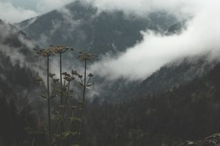 开花，气候，云，多云，环境，植物区系，花卉，森林，山，植物，风景，树木，天气
