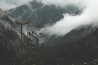 开花，气候，云，多云，环境，植物区系，花卉，森林，山，植物，风景，树木，天气