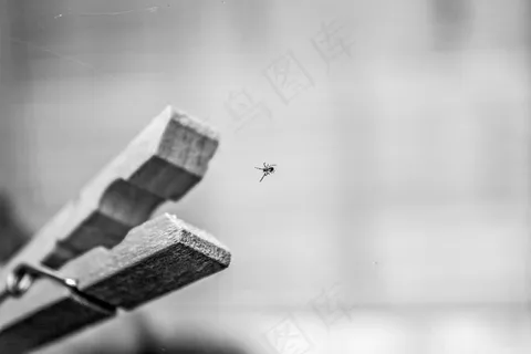 黑白，Cc0，创意，焦点，高分辨率，正版照片