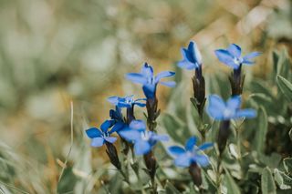 自然美景，蓝色，植物园，特写，颜色，花，新鲜，草，绿色，头，叶，草甸，户外，花瓣，植物，紫色，季节，春天，夏季