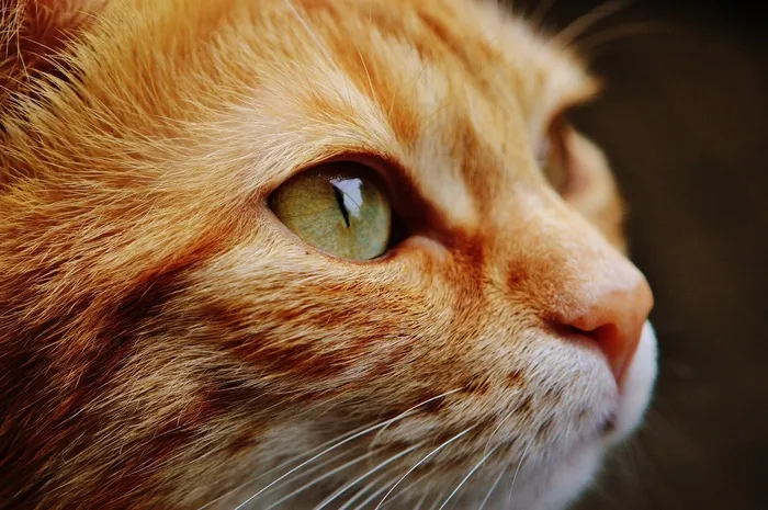 猫，特写，猫的，小猫，宠物，墙纸