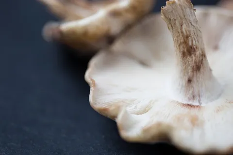 食品,蘑菇,蘑菇 食品,蘑菇,蘑菇