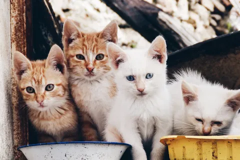 猫,猫,猫,小猫,宠物,宠物 猫,猫,猫,小猫,宠物,宠物