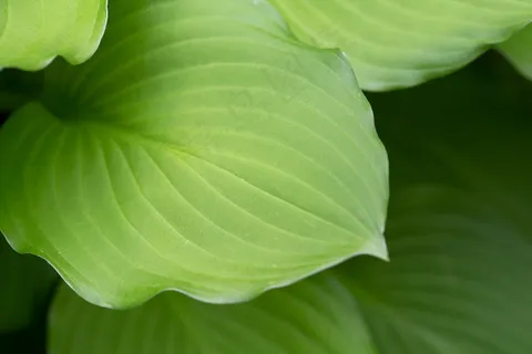 背景,植物区系,绿色,增长,叶,叶,宏,自然,植物,春天,纹理 背景,植物区系,绿色,增长,叶,叶,宏,自然,植物,春天,纹理