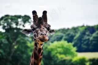 非洲，野生动物园，野生动物