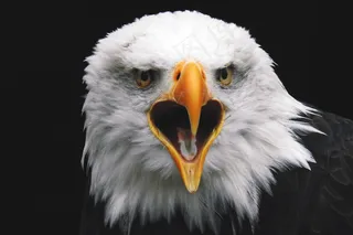 鸟，鸟，鹰，鹰，猎物，捕食者