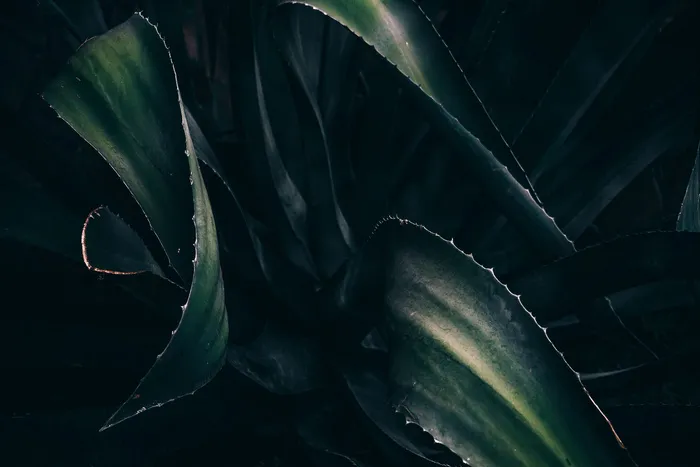 摘要，植物
