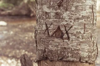 Cc0，高分辨率，行，男人，户外，人，股票照片，树木，女人