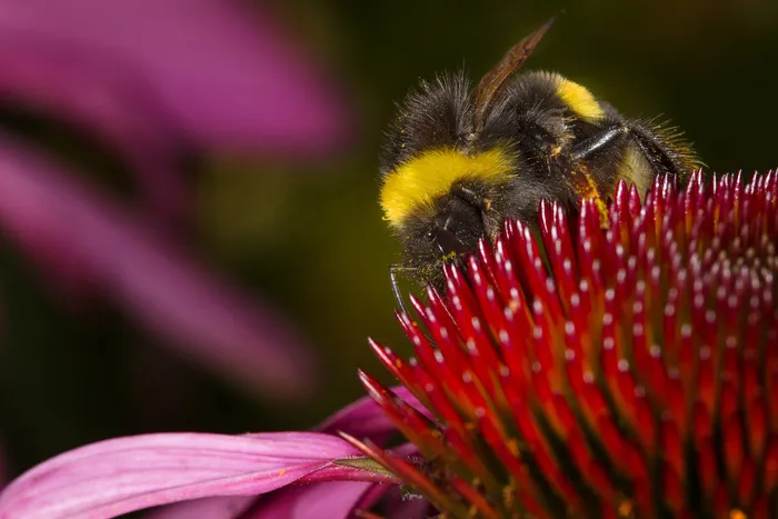 金花菊,熊蜂,蜜蜂,黑蜂,松果菊,昆虫