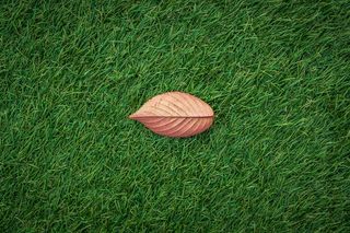 孤独，秋天，棕色，秋天，草，绿色，寂寞，树