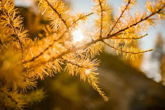 秋天，森林，树木
