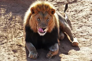 非洲，猫，猫，野生动物园