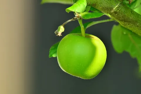 苹果,苹果,水果,水果 苹果,苹果,水果,水果