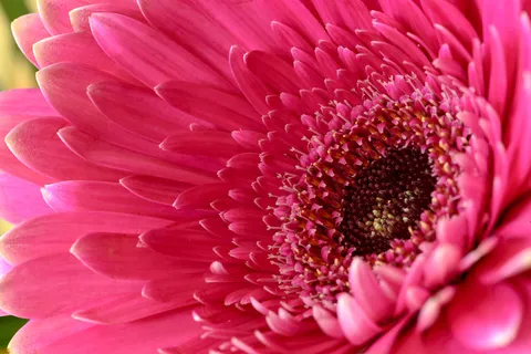 美丽,水华,梅花,特写,花卉,花卉,花园,宏,有机,花瓣,粉红色,花粉 美丽,水华,梅花,特写,花卉,花卉,花园,宏,有机,花瓣,粉红色,花粉