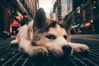 狗，狗，宠物，宠物，放松，睡眠