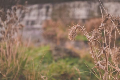 秋季，棕色，Cc0，秋天，绿色，高分辨率，公园，植物，股票，枯萎