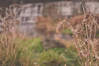 秋季，棕色，Cc0，秋天，绿色，高分辨率，公园，植物，股票，枯萎