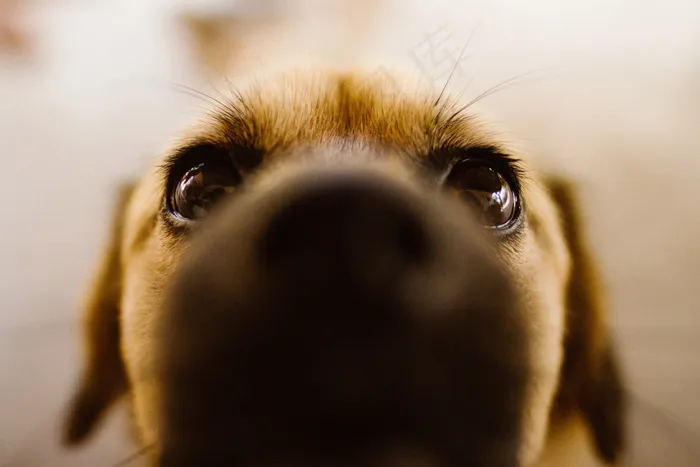 狗，狗，宠物，宠物