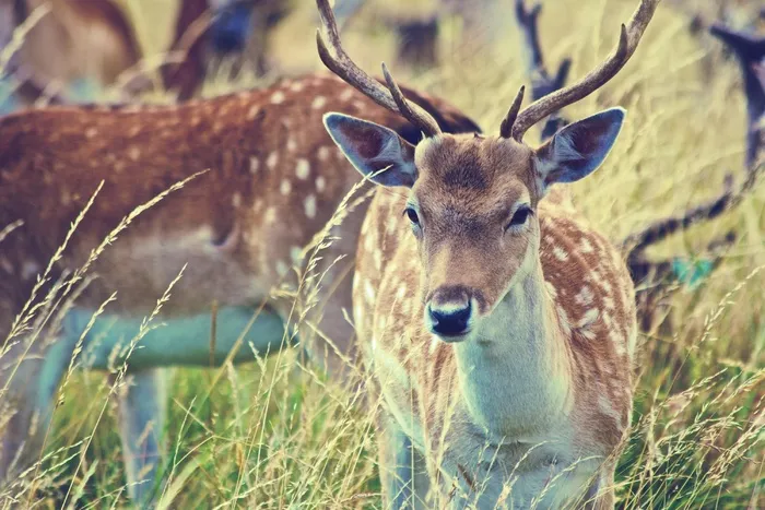 棕色，Cc0，绿色，高分辨率，哺乳动物，股票照片，野生