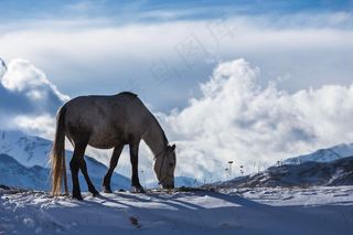 马，马，雪，野生，冬季