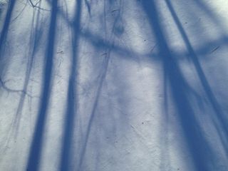 抽象，蓝色，分支机构，冷，光，户外，阴影，雪，降雪，纹理，冬季