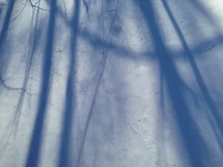 抽象，蓝色，分支机构，冷，光，户外，阴影，雪，降雪，纹理，冬季