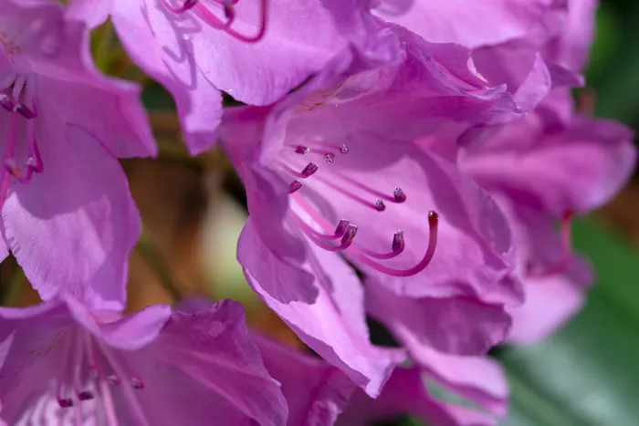 美丽，水华，盛开，梅花，光明，特写，多彩，详细信息，花卉，花，新鲜，花园，宏，花瓣，粉红色，紫色，春天