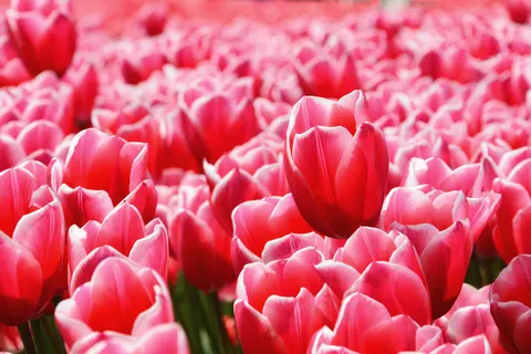花,花 花,花