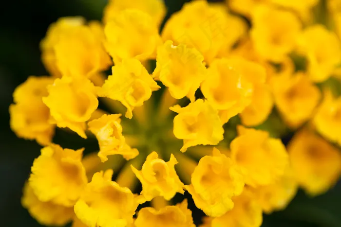 盛开，梅花，植物学，花卉，焦点，新鲜，花园，宏，植物，漂亮，小，软，夏季，顶部，黄色