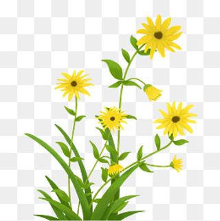 手绘重阳菊花花丛,免抠元素