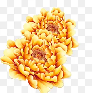 金色牡丹,免抠元素