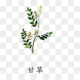 植物甘草,免抠元素(1181*1181px)psd模版下载