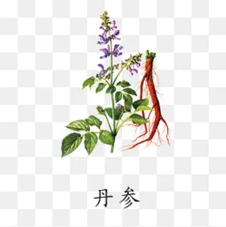 中药丹参,免抠元素 中药丹参,免抠元素