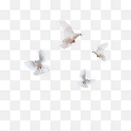 飞翔的和平鸽,免抠元素