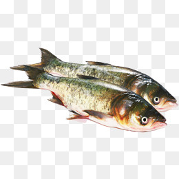 2条新鲜的活鱼,免抠元素