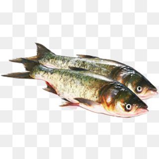 2条新鲜的活鱼,免抠元素