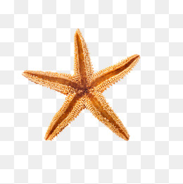 海星装饰高清免抠图素材,免抠元素